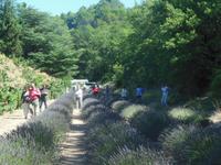 Abtei Senanque im Luberon mit Lavendelfelder 