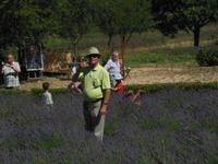 Abtei Senanque im Luberon mit Lavendelfelder 