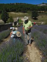 Abtei Senanque im Luberon mit Lavendelfelder 