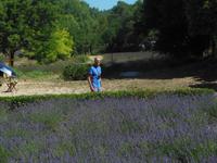 Abtei Senanque im Luberon mit Lavendelfelder 