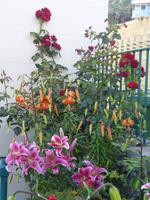 Blumen überall, St. Helier, Jersey