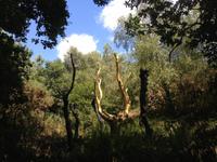 IMG_0290_L'Arbre d'Or