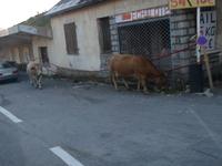 Kühe am Pas de la Casa