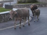 Kühe am Pas de la Casa