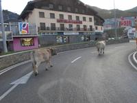 Kühe am Pas de la Casa