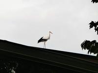 Strasbourg - Parc De l'Orangerie Störche
