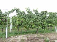 Dambach La Ville-Winzer Ruhlmann in den Weinbergen