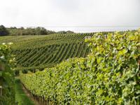 Dambach La Ville-Winzer Ruhlmann in den Weinbergen