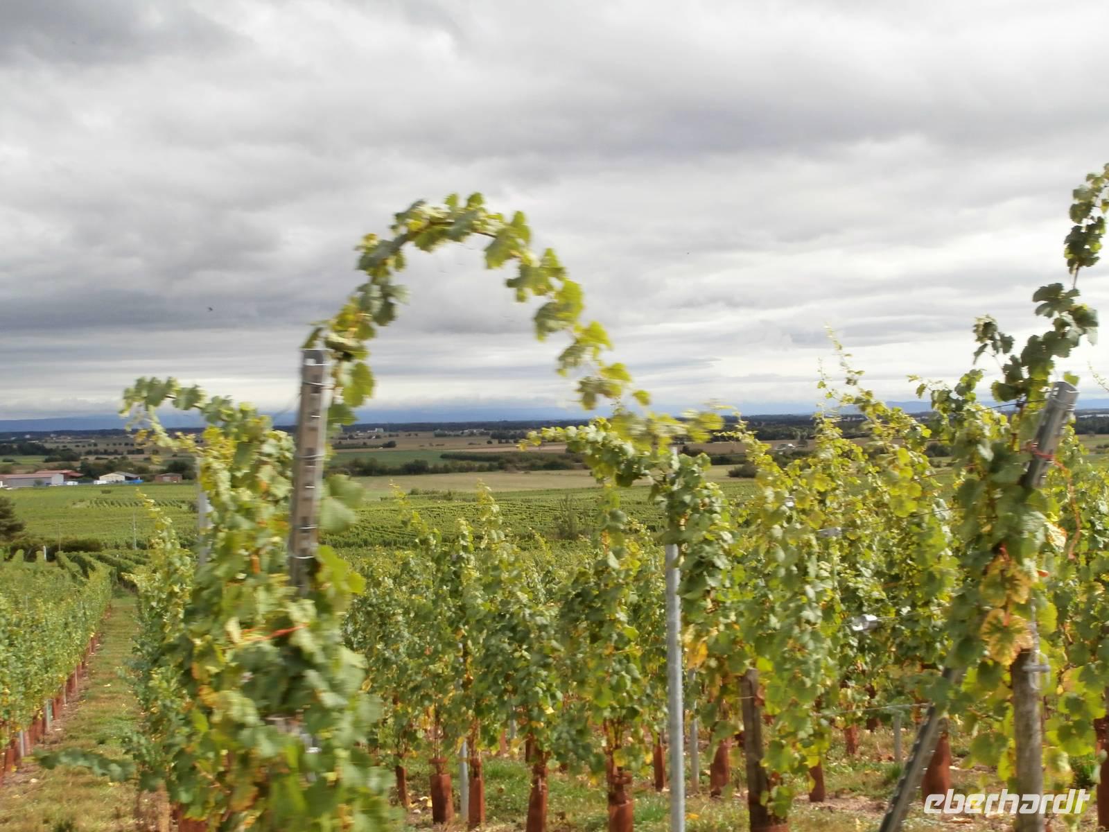 Dambach La Ville-Winzer Ruhlmann in den Weinbergen