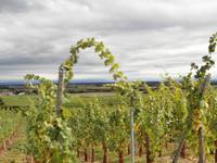 Dambach La Ville-Winzer Ruhlmann in den Weinbergen