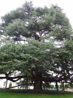 Libanon-Zeder, 1804 gepflanzt, 31 m hoch 