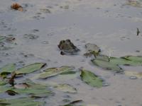 Fröschleins Schwimmkünste