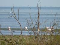 Flamingos