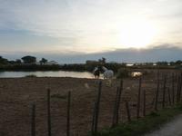 Abendstimmung in der Camargue