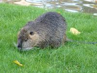 der Nutria vom Eifelturm