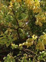 006 Die seltsame Frucht