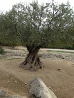 026 Tausendjähriger Olivenbaum