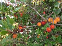 029 Erdbeerbaum beim Pont du Gard