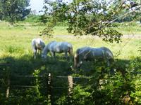 6_Camargue (17)