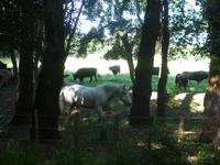 6_Camargue (22)