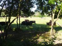 6_Camargue (24)