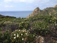 IMG_4431_ Agriates-Wüste