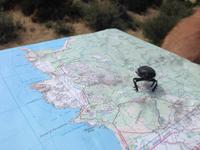 IMG_4435_Scarabaeus laticollis