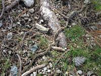 IMG_4722_Prozessionsspinner-Straße