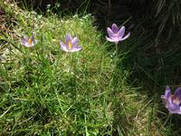IMG_4728_crocus corse