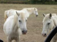 Weiße Pferde der Camargue