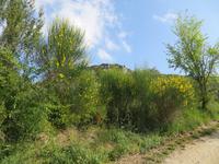 Ginster in der Provence