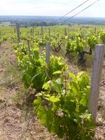 Rhône & Saône 2014 (134)