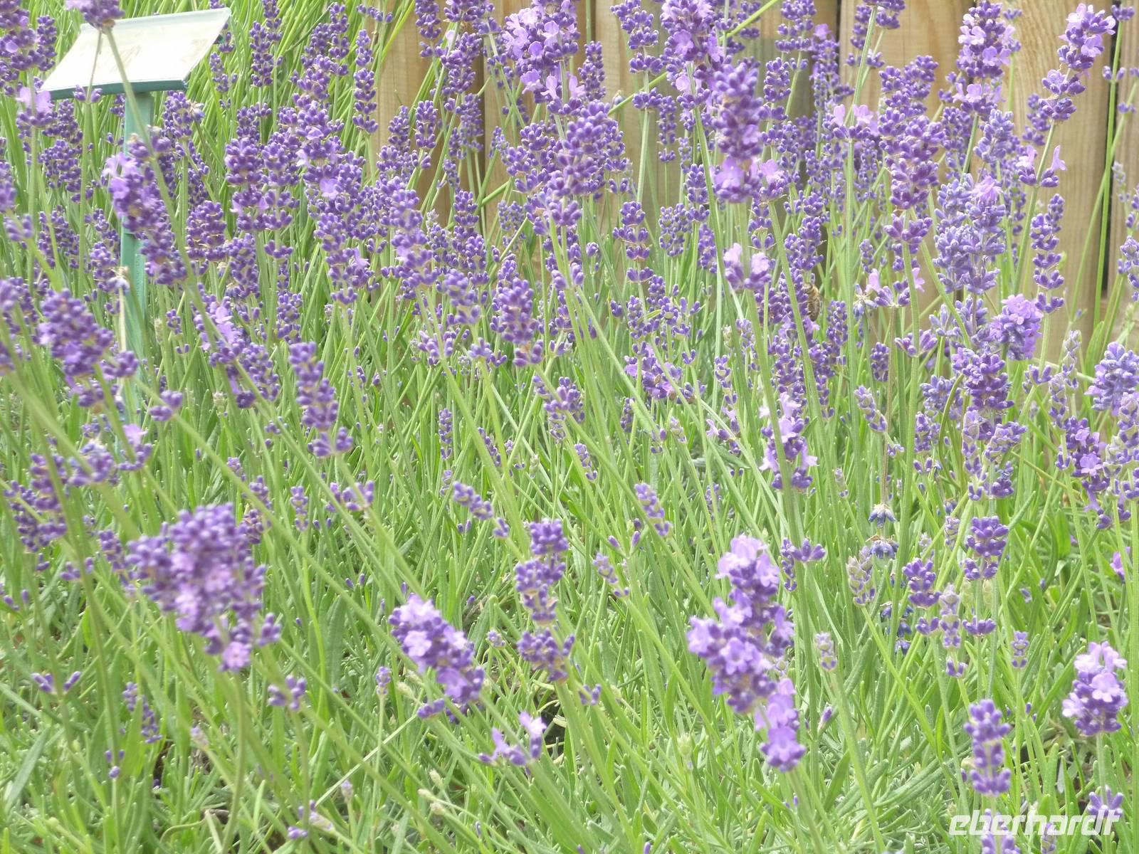 Rhône & Saône 2014 (172)