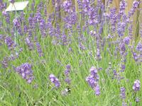 Rhône & Saône 2014 (172)