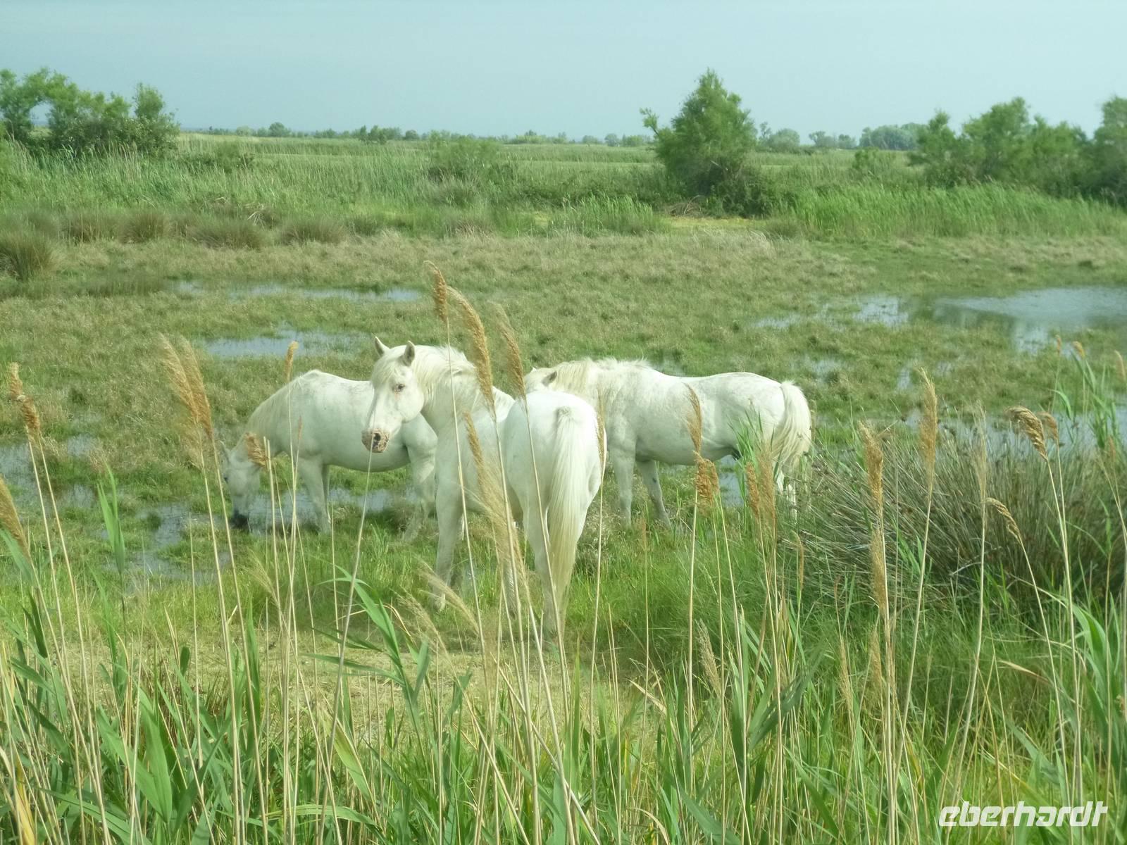 Rhône & Saône 2014 (191)