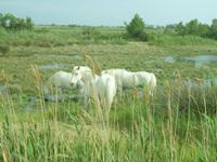 Rhône & Saône 2014 (191)