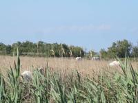 Camargue