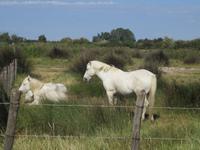 Camargue