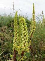 Blüten am Cap Frehel