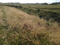 Wanderung zum Phare d'Eckmühl