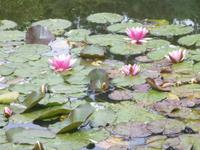 Zu Besuch in den Gärten der Normandie