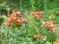 Normandie Gartenreise Juni 2014 (131)