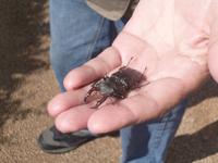 Normandie Gartenreise Juni 2014 (142)