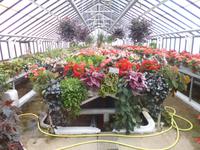 Normandie Gartenreise Juni 2014 (159)