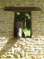 Normandie Gartenreise Juni 2014 (196)