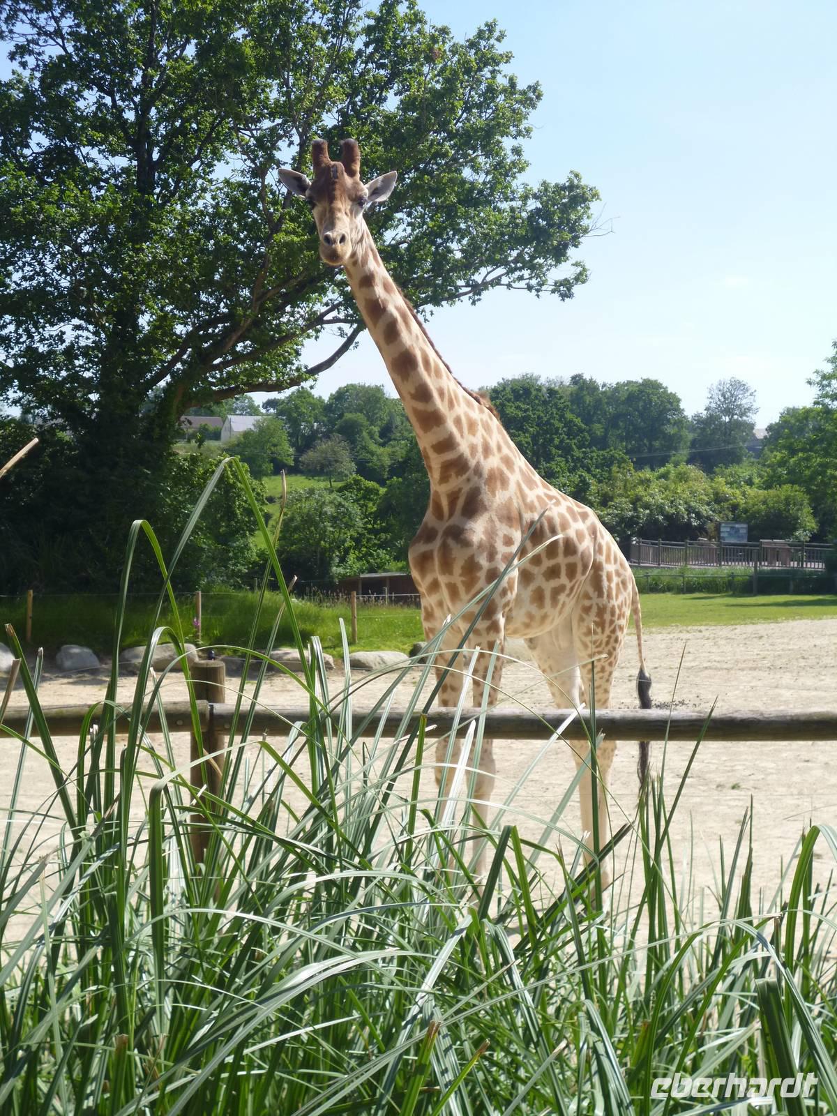 Normandie Gartenreise Juni 2014 (242)