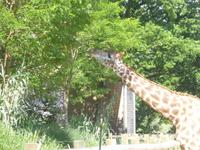 Normandie Gartenreise Juni 2014 (243)