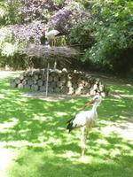 Normandie Gartenreise Juni 2014 (244)