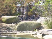 Normandie Gartenreise Juni 2014 (246)