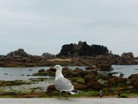 Ploumanac´h - Granitküste 